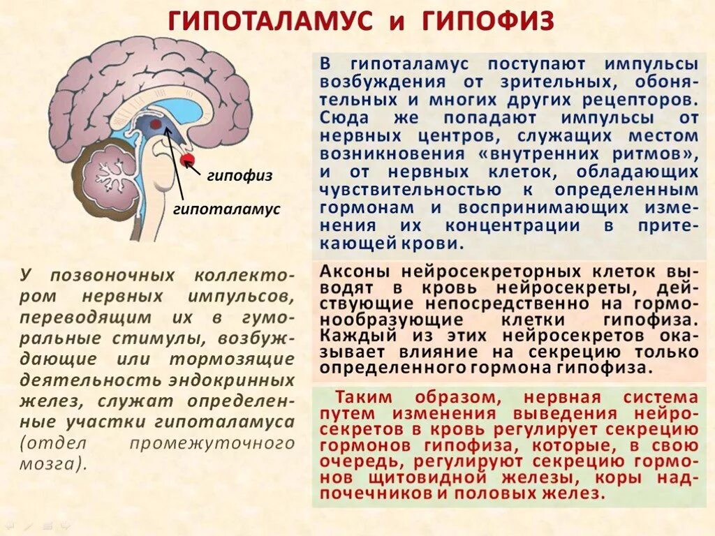 Гипофиз связан. Гипофиз эпифиз таламус. Таламус гипоталамус эпифиз. Гипофиз и гипоталамус функции. Липофина гипоталамуса.