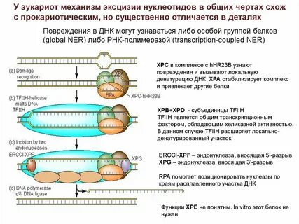 Репарация нуклеотидов