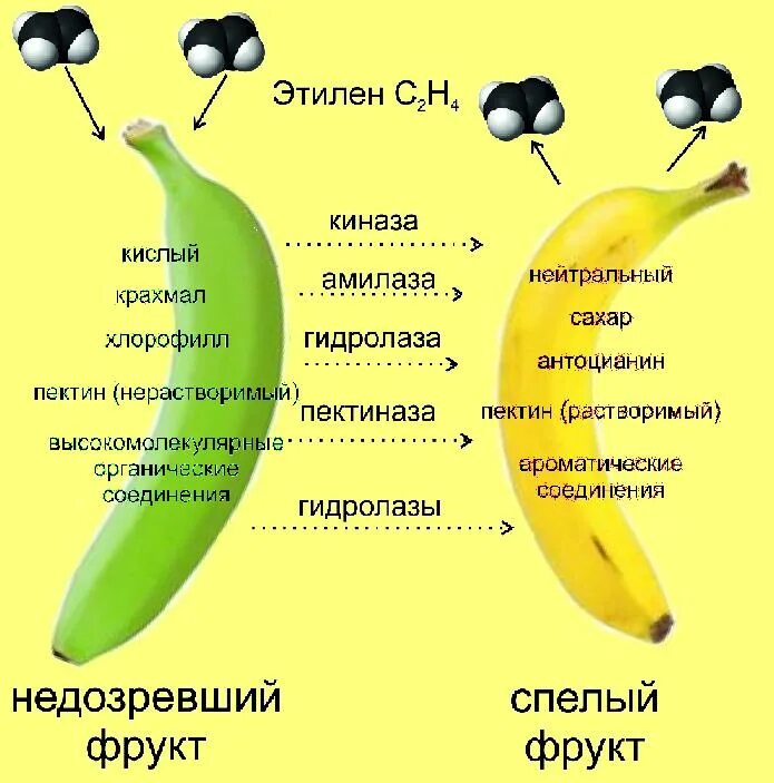 Норма бананов в день. Суточная норма калич я. Какие микроэлементы находятся в банане. Дневная норма бананов. Банан микроэлементы.