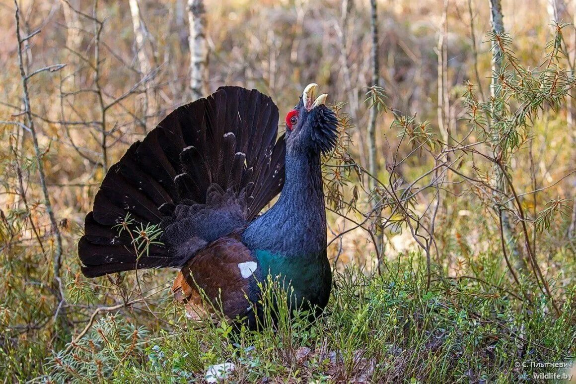 Глухарь (Tetrao urogallus). Обыкновенный Глухарь. Чернобрюхий Глухарь. Чернобрюхий Глухарь Tetrao urogallus Major. Глухарь и глухарка