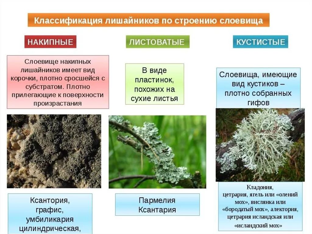 Какие функции выполняет лишайник. Лишайники накипные листоватые кустистые. накипное слоевище лишайника. классификация лишайников накипные. типы лишайников накипные листоватые кустистые.