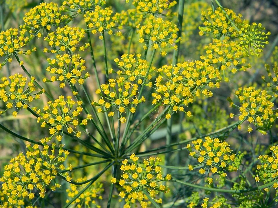 Фенхель зонтичные. Фенхель огородный. Укроп соцветие. Anethum graveolens. Похож на укроп как называется