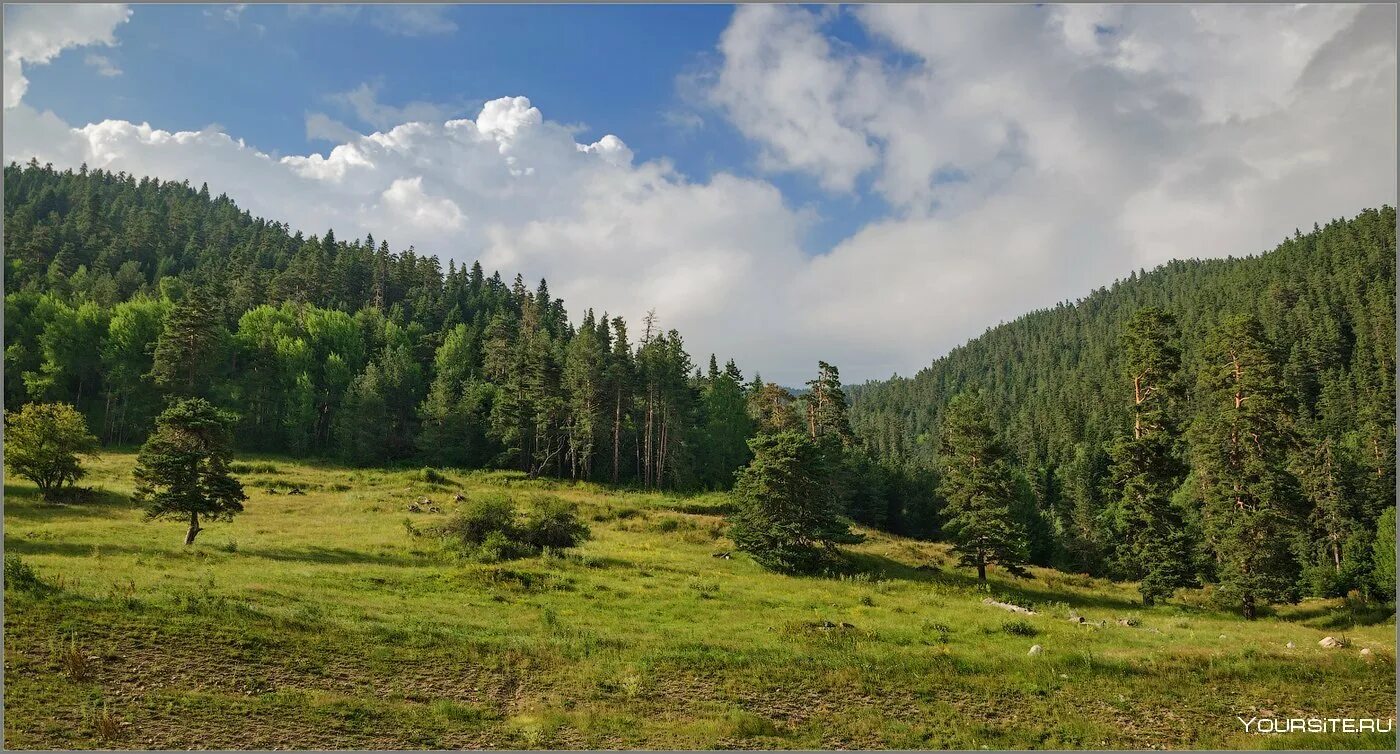 Дубово темнохвойные леса беларуси. Сосновый лес татарстана. Суборь лес. Лес площадью 3. Хвойный лес.