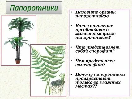 Растения с преобладающим спорофитом