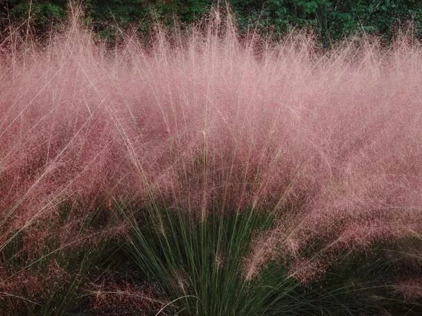 ковыль облако