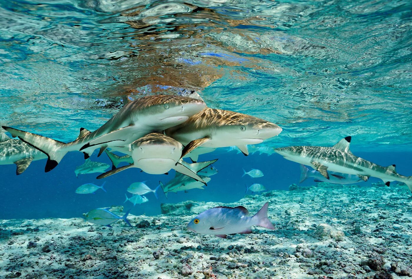 Есть ли в океане акулы. Черноперая рифовая акула Мальдивы. Белоперая рифовая акула. Средиземноморская Кунья акула. Акула людоед индийского океана.