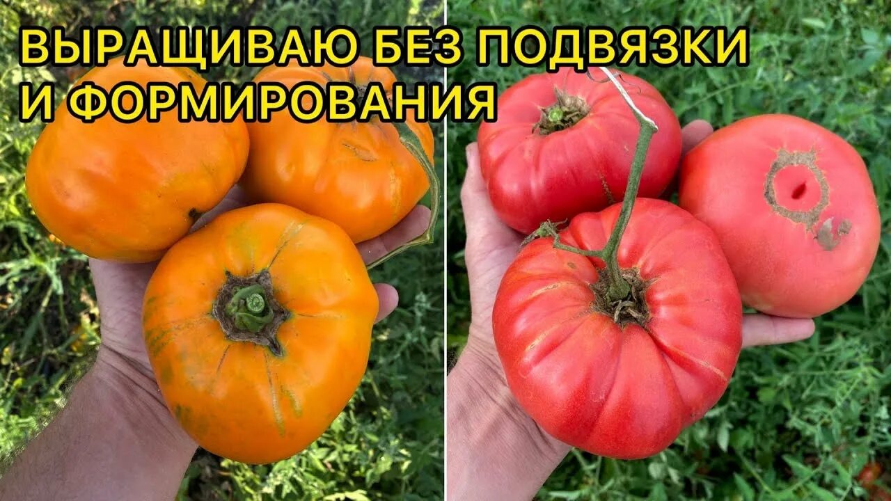 Мясистые томаты для теплицы