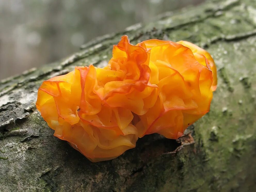 Дрожалка оранжевая (Tremella mesenterica). Дрожалка оранжевая съедобный гриб. Дрожалка Жемчужная гриб.