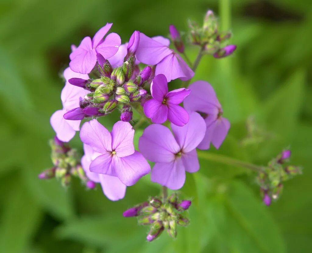 Franklin & Marshall - Blue Woodland Phlox - Phlox stolonifera