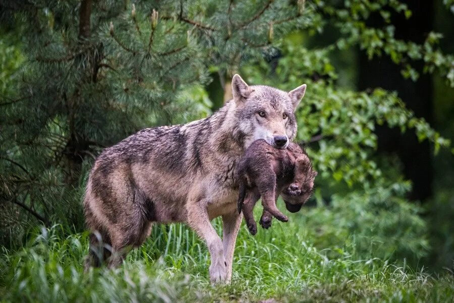 Какие волки крупнее. Макензийский Равнинный волк. Крупный волк. Большой серый волк. Волк больше.