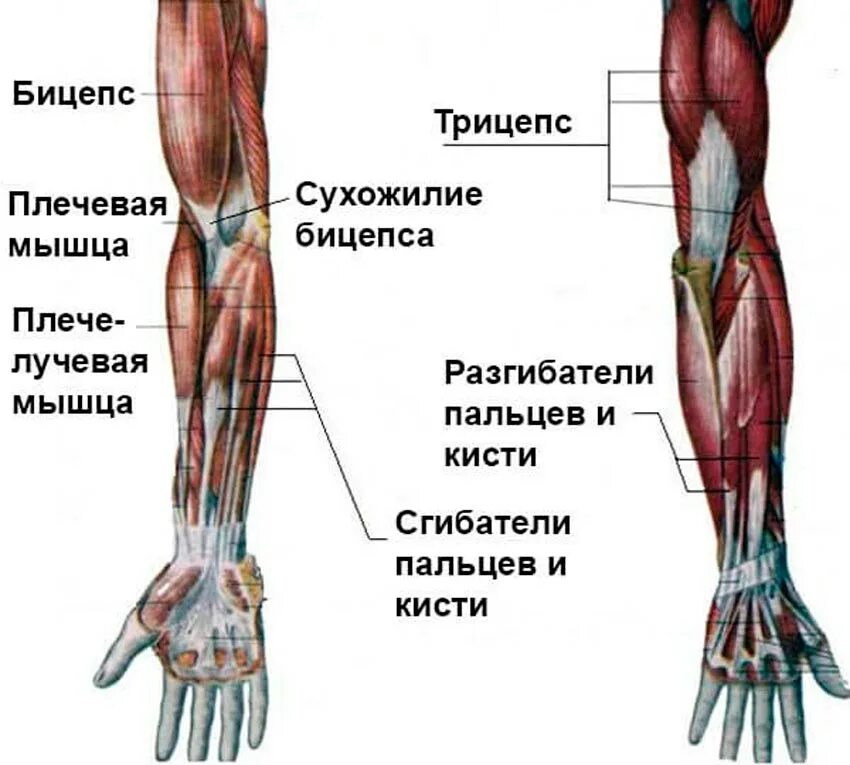 Мышцы руки схема. Мышцы руки человека схема с названиями. Мышечное строение руки человека. Мышцы нижней части руки.