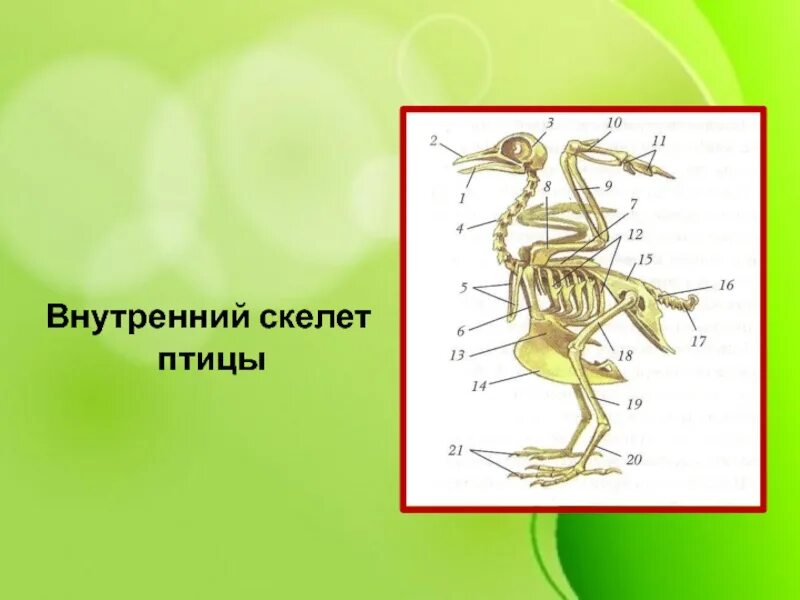 Внутренний скелет. Наружный и внутренний скелет. Внутренний скелет это в биологии. Что такое внутренний скелет 7 класс. К внутреннему скелету относятся