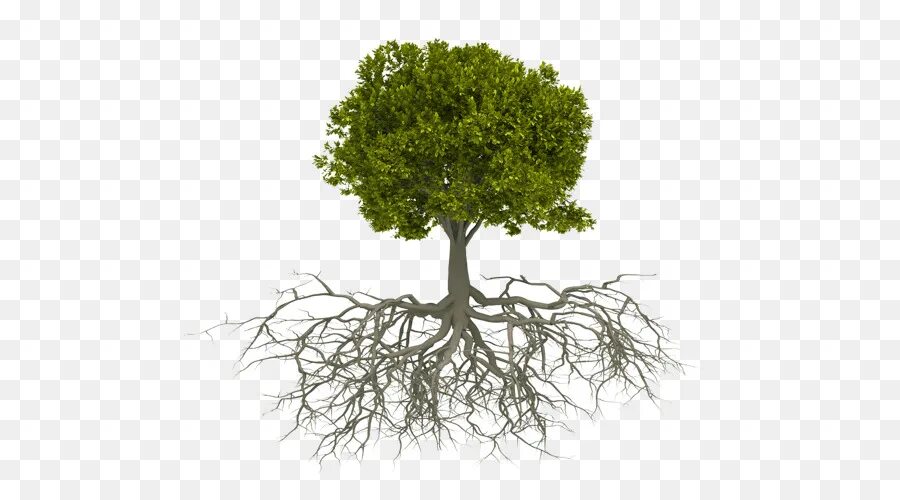 Above root