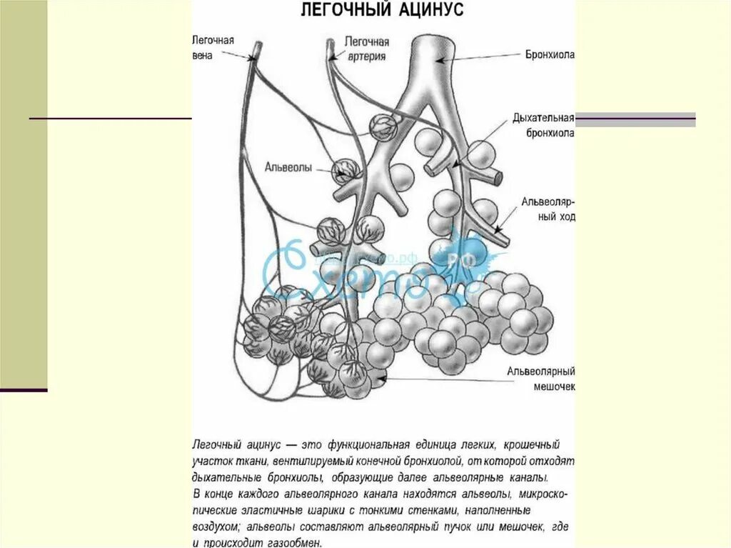 Что является структурно функциональной единицей легкого. Что является структурно функциональной единицей легкого
