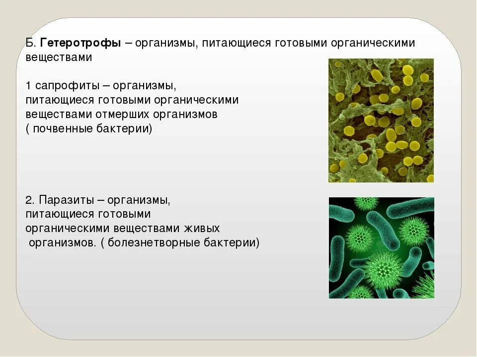 Как питался первый живой организм. Автотрофы и гетеротрофы. Гетеротрофное питание бактерий. Организмы питающиеся готовыми органическими. Бактерии автотрофы и гетеротрофы.