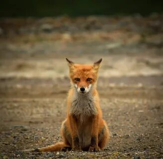 Bell fox