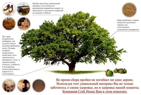 Масляное дерево 4 буквы на а сканворд