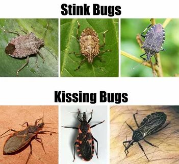 How bug