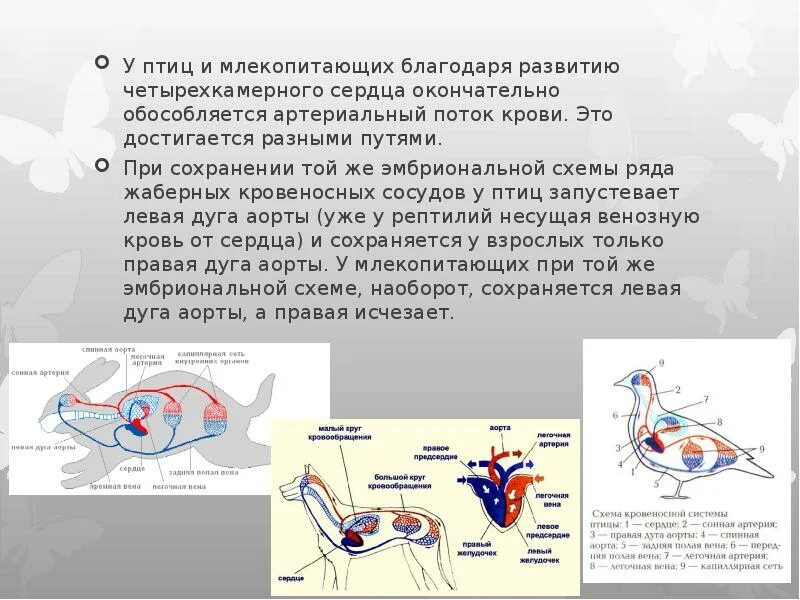 Какая кровь в сердце у млекопитающих. Кровеносная система птиц и млеков. Четырехкамерное сердце у птиц. Четырехкамерное сердце млекопитающих. Кровеносная система птиц и млекопитающих.