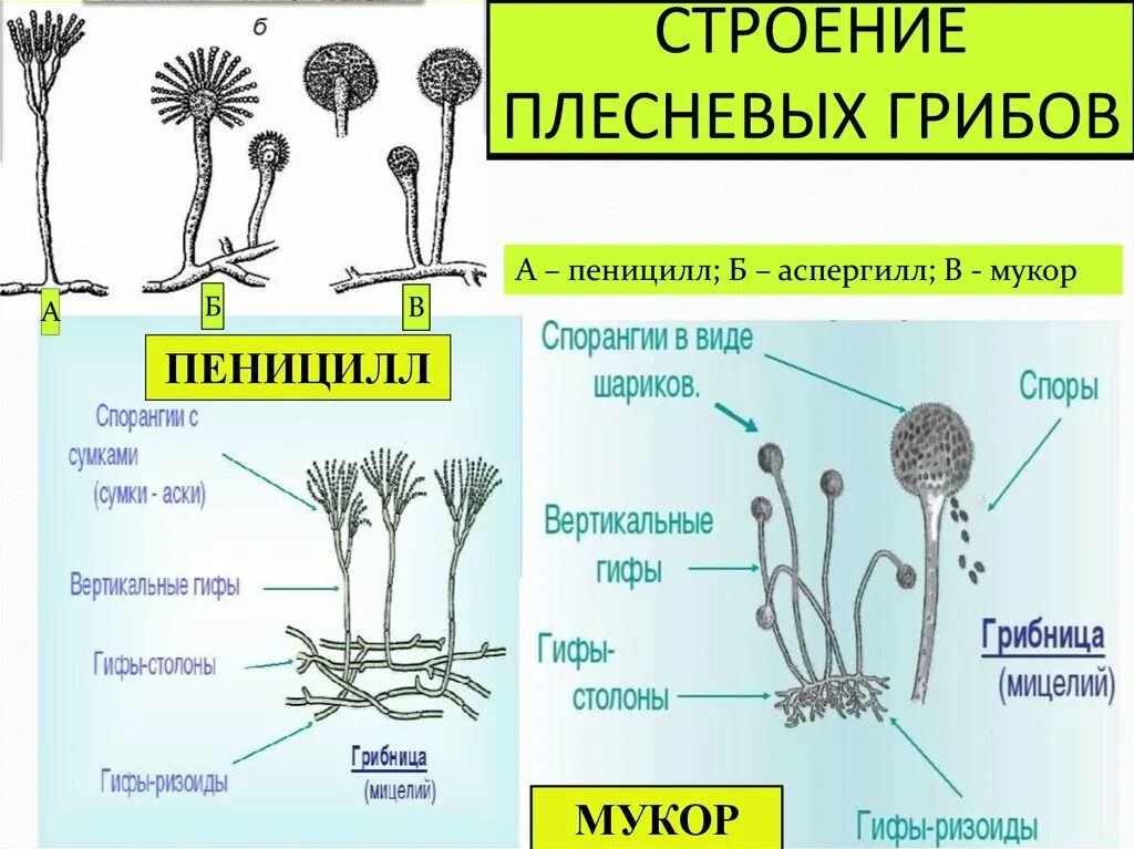 Мукор тело. Спорангии мукора. Мукор пеницилл аспергилл. Плесневые грибы строение аспергилл. Спорангий плесневого гриба пеницилла?.