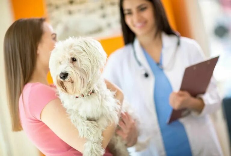 Ветеринар. Ветеринар. Борис левинсон канистерапия. Собака блондин. Девочка лечит собаку.