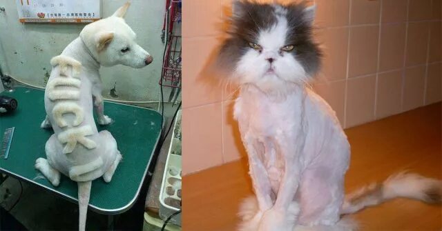 Почему нельзя стричь кошек. Кота подстригли налысо. стрижка кошки последствия. стрижка кошек не налысо.