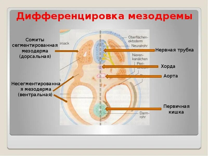 Дорсальная мезодерма. Вентральная и дорсальная мезодерма. Спланхнотом вентральная мезодерма. Мезодерма Сомит.