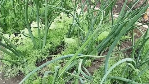 Укроп и петрушка под зиму посадить