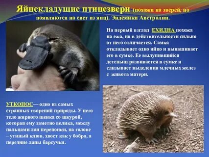Какие черты характерны отряду яйцекладущие