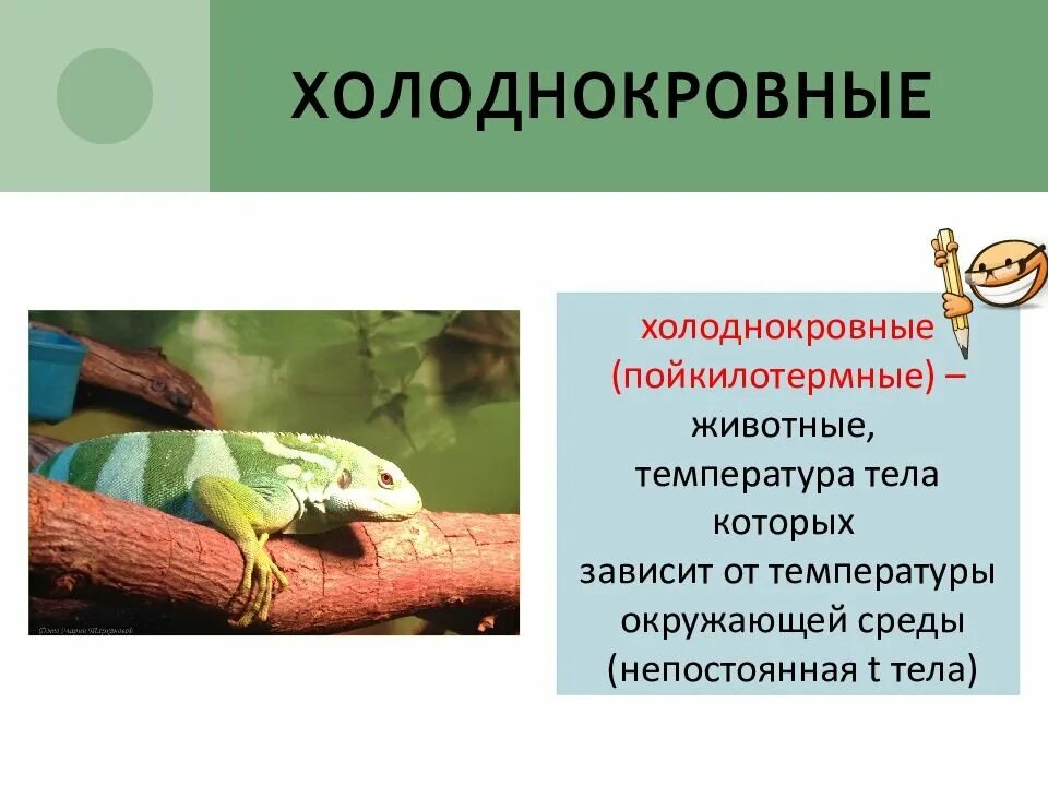 Пресмыкающиеся рептилии 2 класс. Для пресмыкающихся характерны процессы. Холоднокровные пойкилотермные. Пресмыкающиеся теплокровные или холоднокровные. Пресмыкающиеся теплокровные.