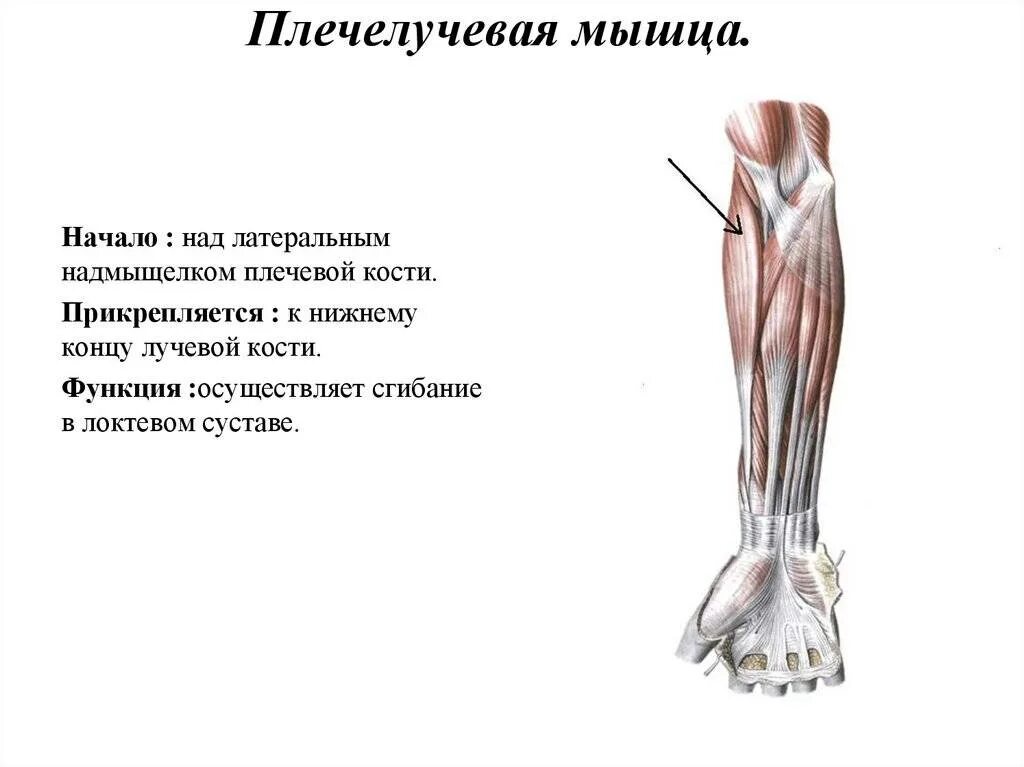 Функции мышц предплечья. Плечелучевая мышца предплечья. функция плечелучевой мышцы предплечья. мышцы сгибатели предплечья. плечелучевая мышца начало прикрепление функции.