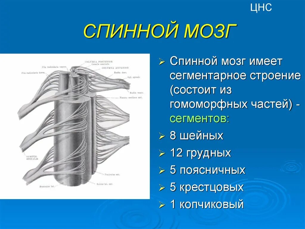 Спинной мозг входит в состав нервной системы. Центральная система спинной мозг. Сегментарное строение спинного мозга. Нервная система спинной мозг анатомия. Строение центральной нервной системы спинной мозг.