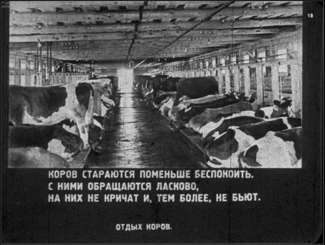 Колхоз передача. Колхоз им тельмана. молочно товарная ферма первые колхозы. молочно товарная ферма советская. проект колхоза.