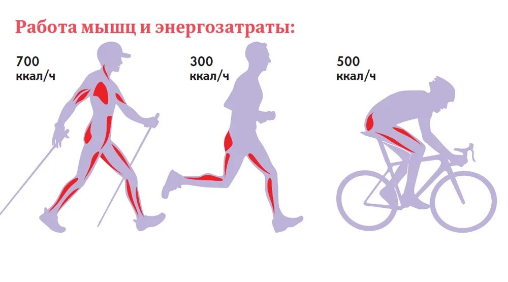 Сколько км бега сжигает калорий. Мышцы задействованные при скандинавской ходьбе. Скандинавская ходьба, бег, велосипед. Нагрузка мышц при скандинавской ходьбе. Мышцы задействованные при езде на велосипеде.