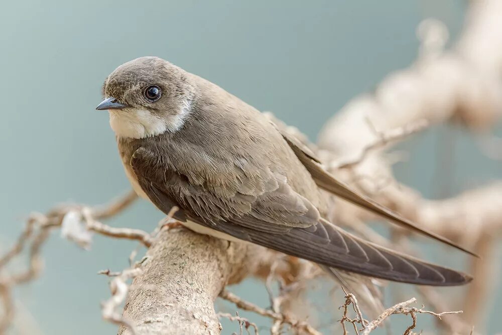 Береговушка. Береговушка. Ласточка береговушка и стриж. Береговая ласточка, или береговушка. Береговушка птица.