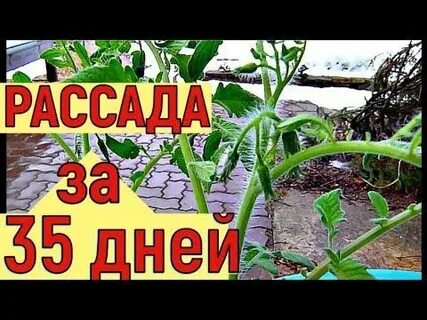 В огороде про сморчкова