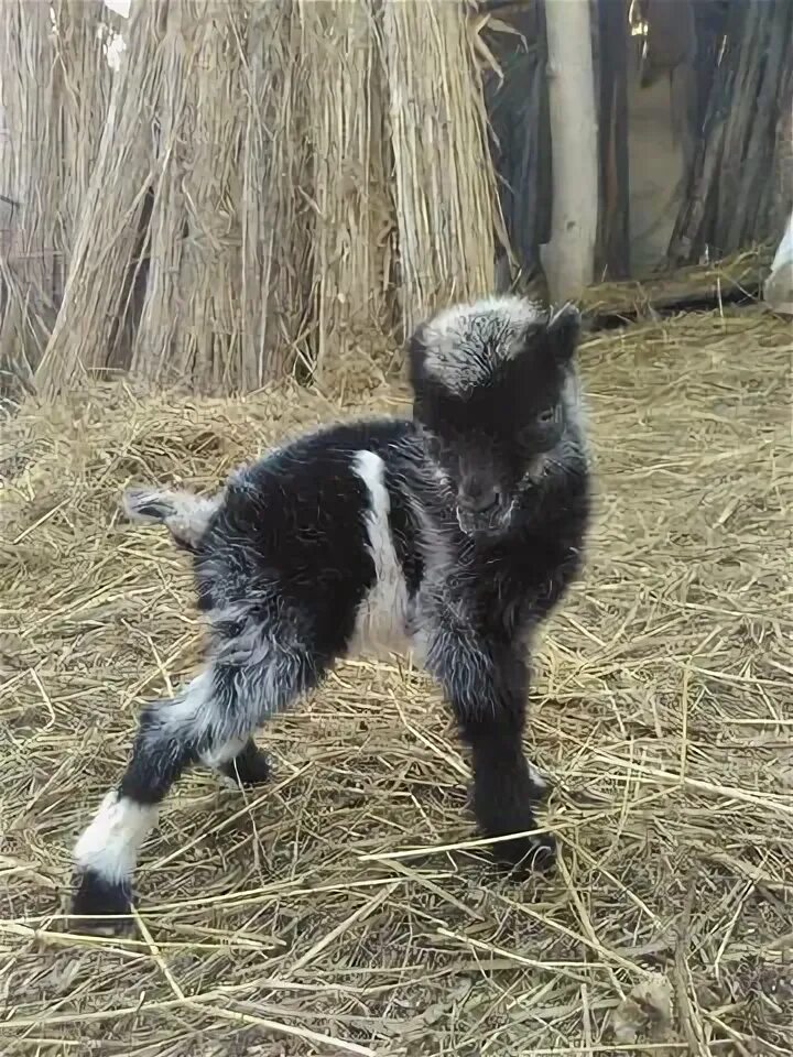 Козлята 3 недели. Новорожденные козлята. Какие рождаются козлята.