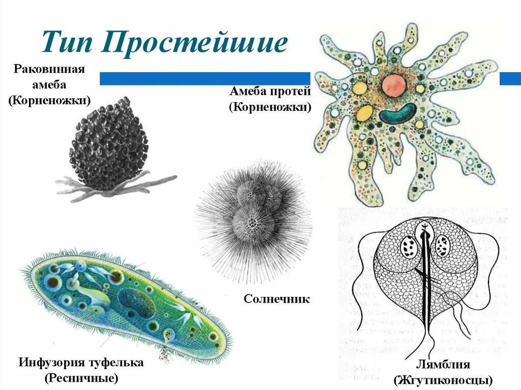 Саркодовые жгутиконосцы Споровики Ресничные инфузории. Споровики, жгутиконосцы, корненожки , инфузории. Саркодовые дизентерийная амеба. Простейшие представители царства. Простейшие животные картинки