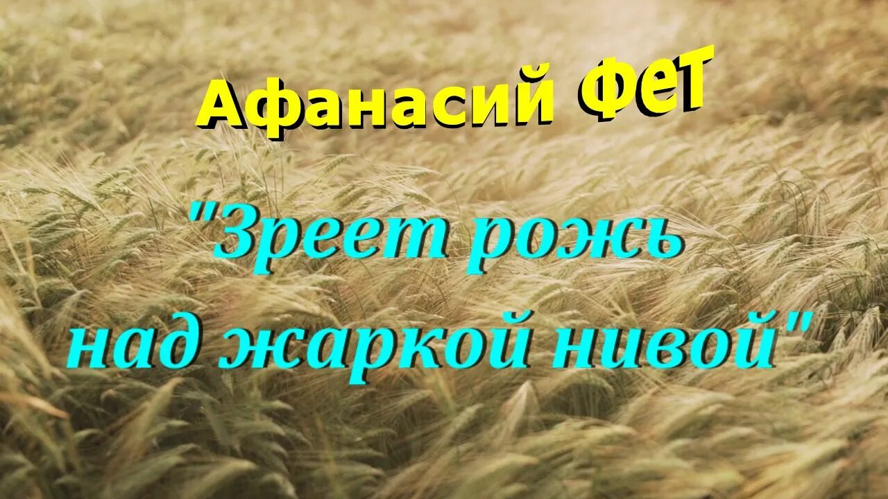 Фет рожь над жаркой Нивой. Фет зреет рожь. Зреет рожь над жаркой. Стихотворение зреет рожь над жаркой Нивой.