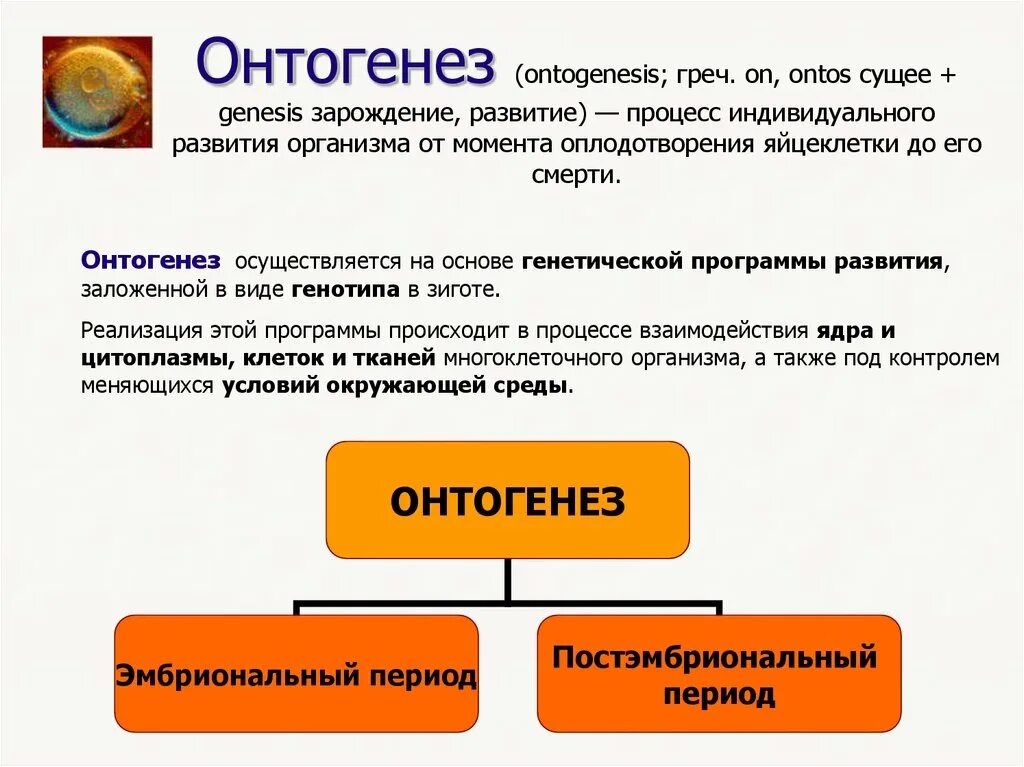 Цикл онтогенез. Развитие онтогенеза. Понятие онтогенеза. Онтогенез и его этапы. Индивидуальное развитие онтогенез.