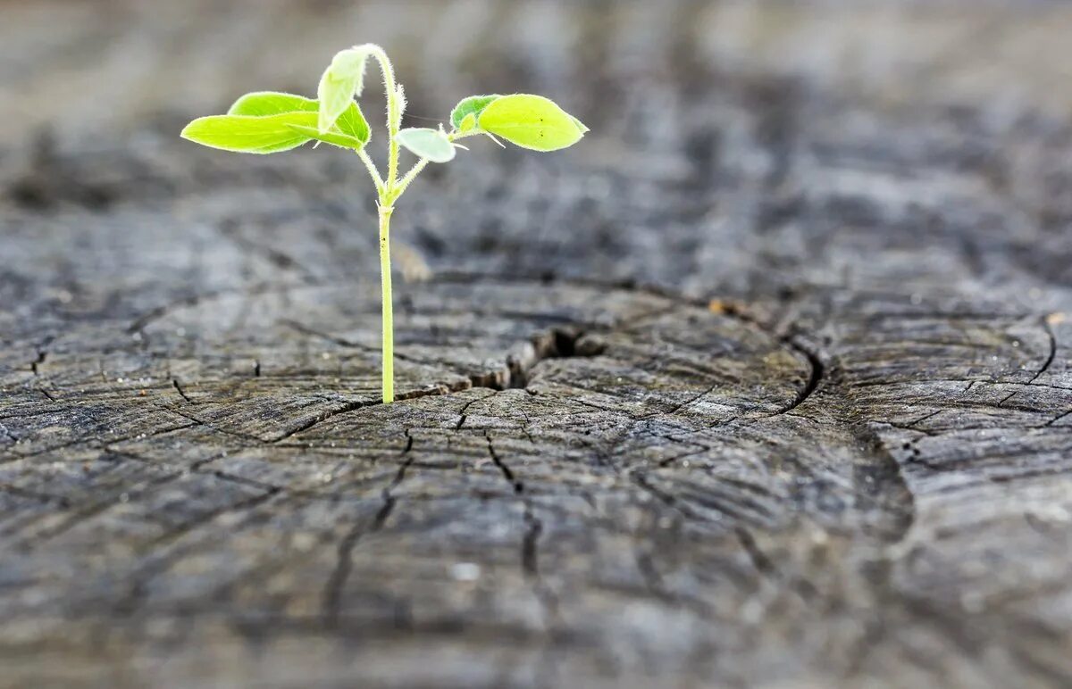 Весенняя трава. Росток плодоносный иосиф. Из ростка в дерево. Фасоль стручковая рассада. Росток из асфальта.