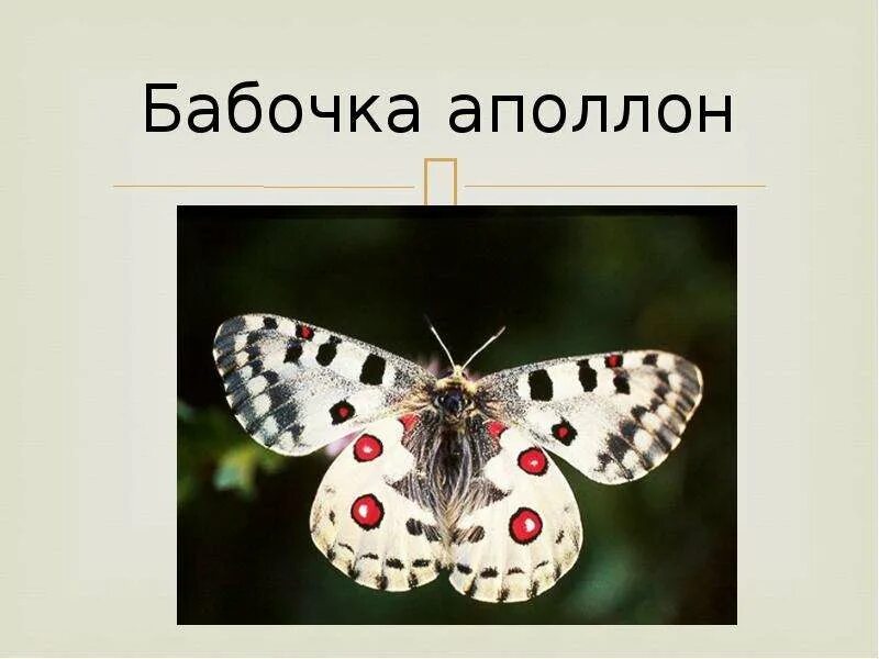 Бабочка аполлон. Бабочка аполлон красная книга. Бабочка парусник аполлон. Бабочка аполлон красная книга краткое. Аполлон обыкновенный бабочка.