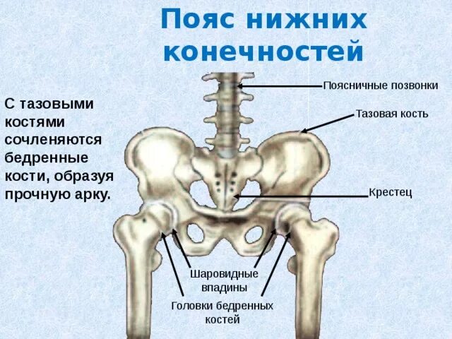 Кости таза строение соединение. Соединения костей тазового пояса нижней конечности.. Скелет пояса нижних конечностей тазовый пояс. Тазовый пояс нижних конечностей. Пояс нижней конечности тазовая кость.