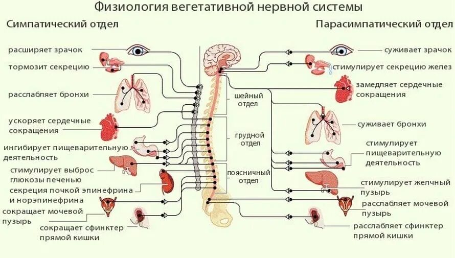 Симпатический и парасимпатический отделы функции. Симпатический отдел вегетативной нервной системы схема. парасимпатическая вегетативная нервная система схема. строение вегетативной нервной системы схема физиология. схема строения симпатической части вегетативной нервной системы.