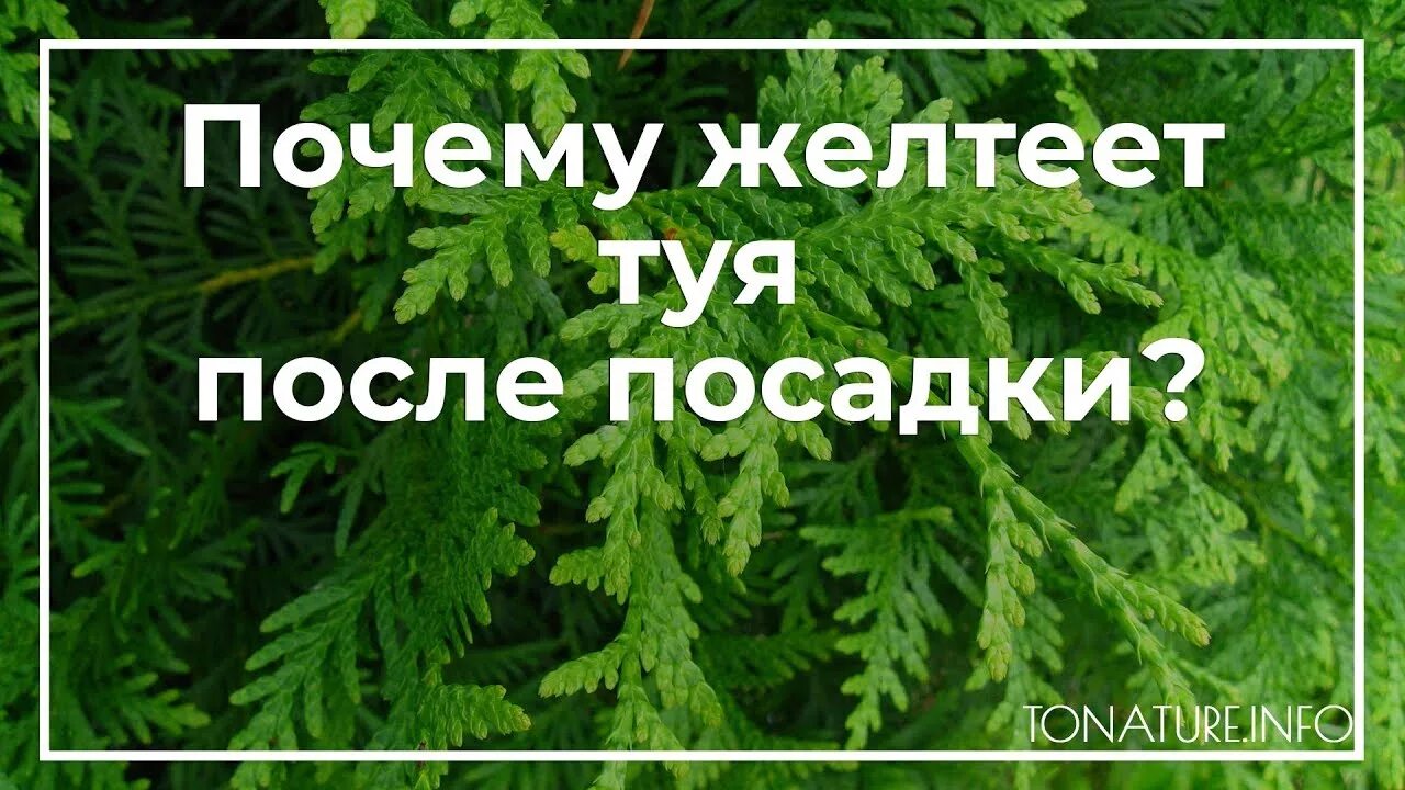 Туя желтеет. Туя Смарагд пожелтела после зимы. Пожелтевшие саженцы туи. Почему желтеет туя после посадки.