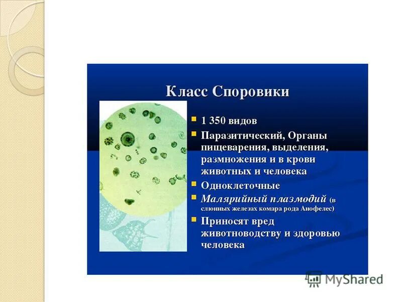 Среда обитания споровиков. Споровики представители. Споровики строение. Солнечникам споровикам корненожкам. Споровики характеристика.