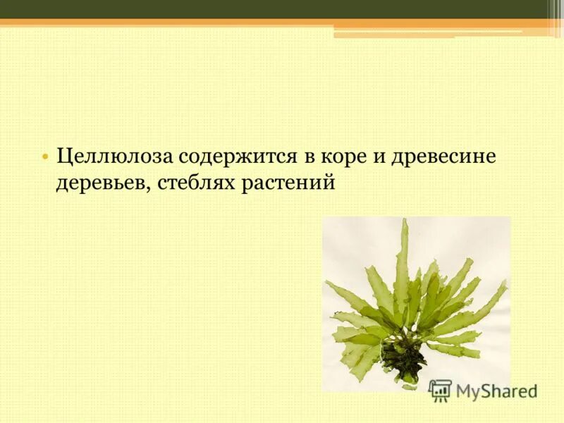 Полисахариды растительных клеток целлюлоза. Целлюлоза содержит. Продукты с клетчаткой. Полисахариды в организме растений. Целлюлоза содержит.