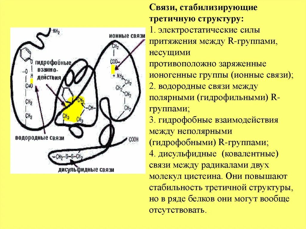 Гидрофобные взаимодействия. Гидрофобные связи в третичной структуре белка. Гидрофобные взаимодействия в третичной структуре белка. Гидрофобные связи в третичной структуре белка. Типы связей в биохимии.