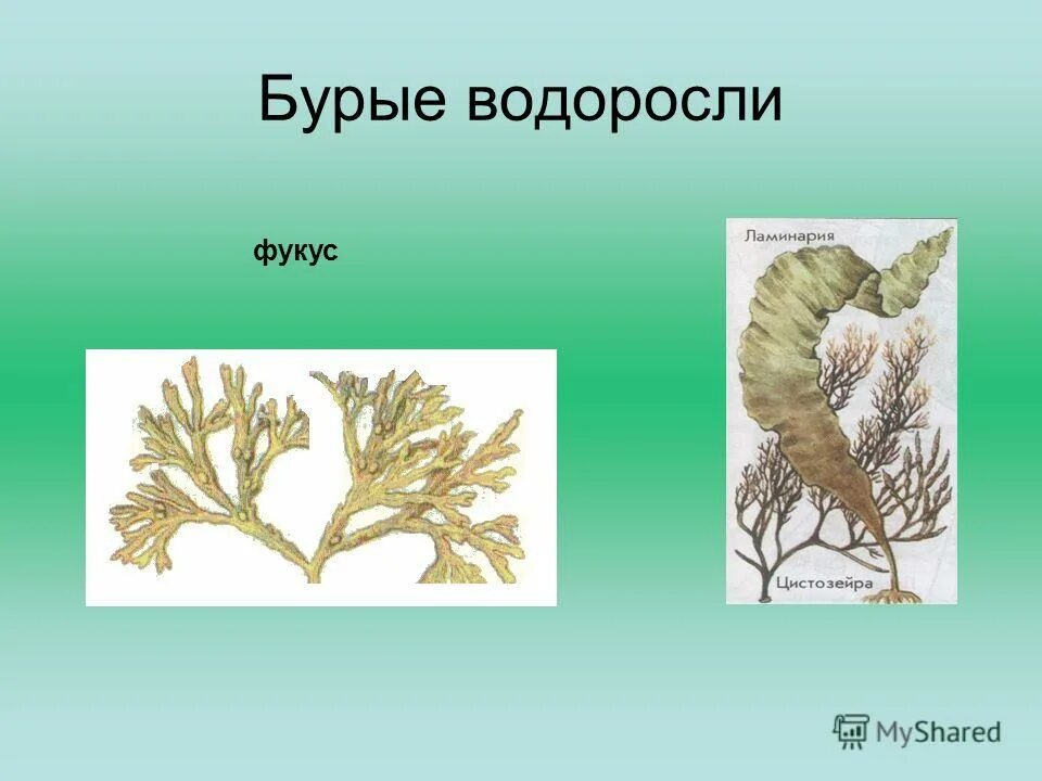 фукус (отдел бурые водоросли). к какой систематической группе относится фукус. фукус зубчатый. бурые водоросли фукус строение. фокус пузырчатый строение.