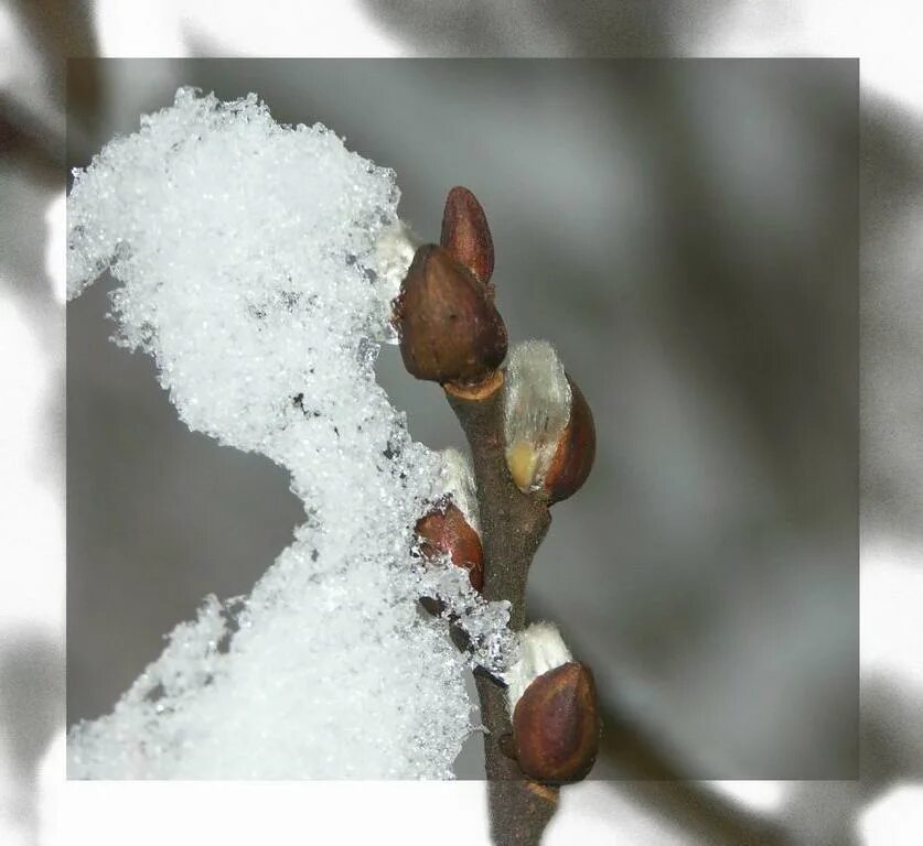 Из почек березы ранней весной. Почки вербы. Побеги вербы. Почки деревьев зимой. Почки на деревьях для детей.